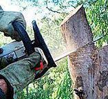 Best Tree Risk Assessment  in Cheswold, DE
