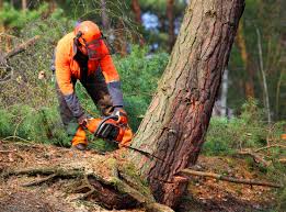 Cheswold, DE Tree Care Company