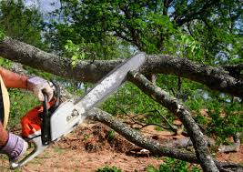  Cheswold, DE Tree Care Pros