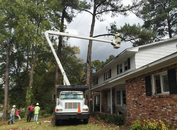 How Our Tree Care Process Works  in  Cheswold, DE