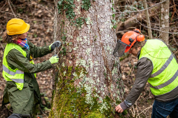 Best Tree Removal  in Cheswold, DE