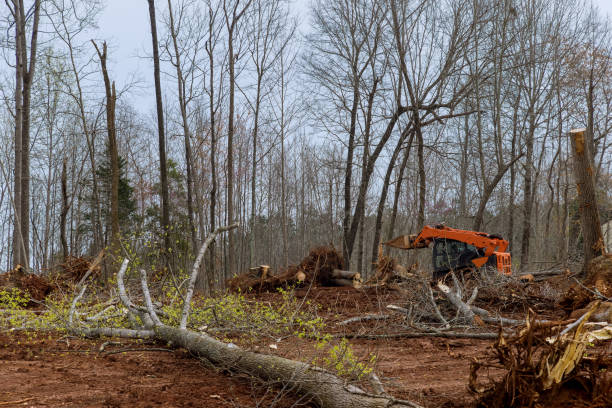 Best Root Management and Removal  in Cheswold, DE