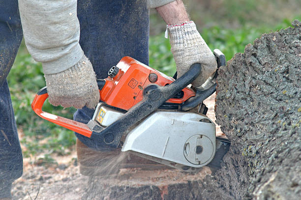 Best Storm Damage Tree Cleanup  in Cheswold, DE