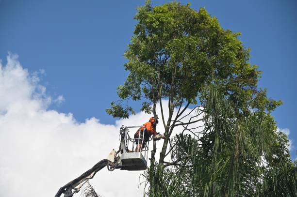 Best Firewood Processing and Delivery  in Cheswold, DE