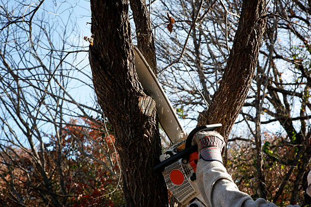 Best Utility Line Clearance  in Cheswold, DE
