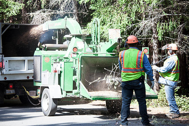 Best Tree Trimming and Pruning  in Cheswold, DE