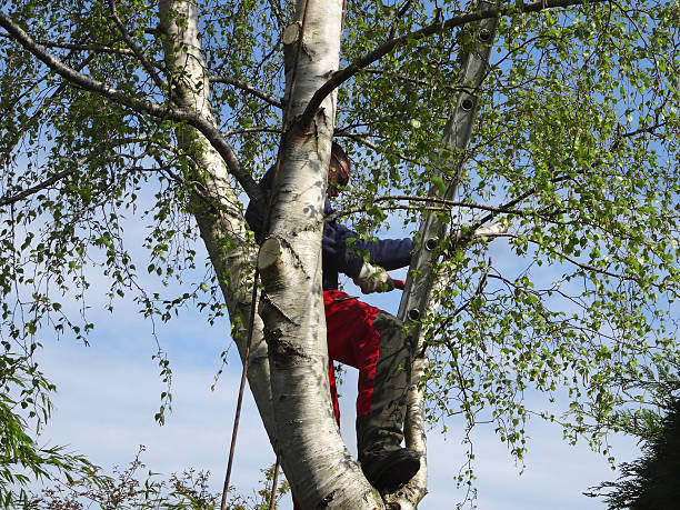 Best Tree Cabling and Bracing  in Cheswold, DE