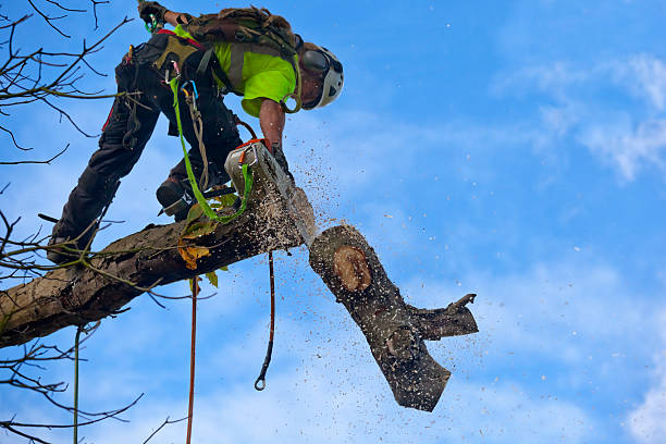 Best Tree Preservation Services  in Cheswold, DE